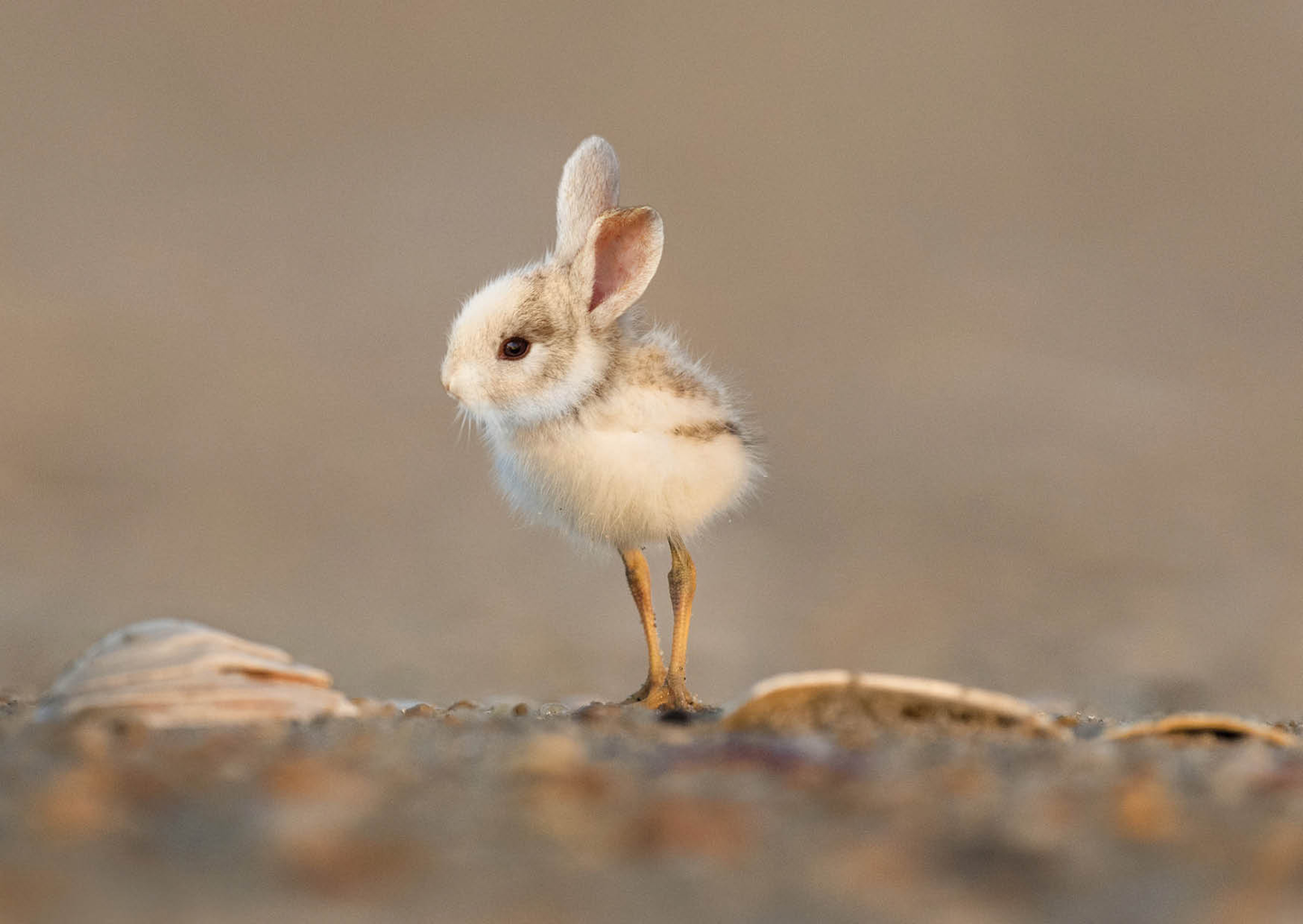Tierisch gut liebevoll-kreativ