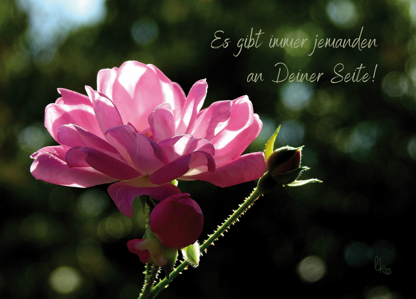 Rose in rosa pink mit Knospe