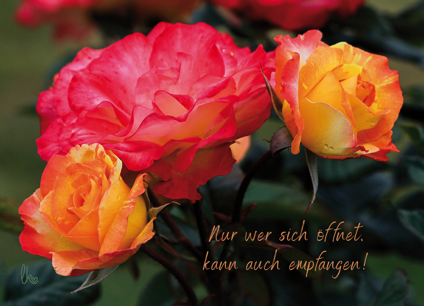 Rosen in rot und orange mit Spruch