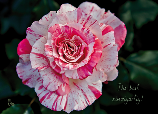 Rose weiß rosa - Postkarte