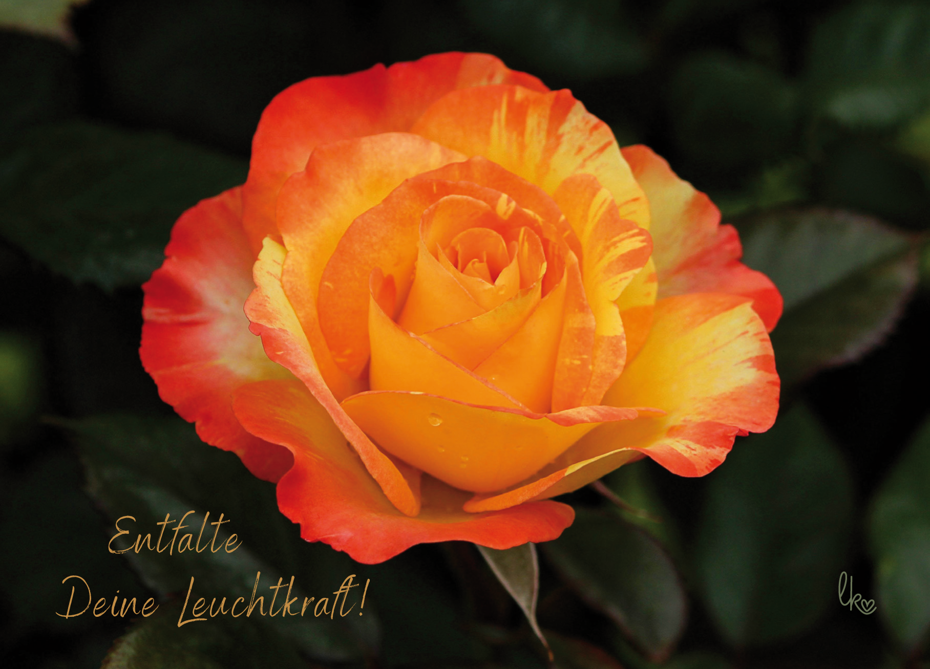 Rose leuchtend orange